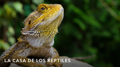 Imagen de La casa de los reptiles  - 2