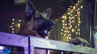 Imagen de Hudson y Rex (T2): Ep.15 Perro Viejo, Trucos Nuevos - 5