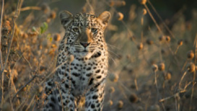 Imagen de La reina de la velocidad del Serengeti - 8