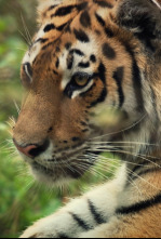 Imagen de El tigre salvaje de Rusia - 7
