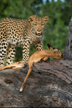Imagen de Predador vs. presa  - 6
