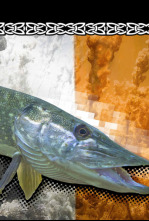 Imagen de Wild Pike Ireland 1 - 4