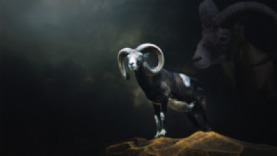 Imagen de Muflones con taxidermia Madrid - 5