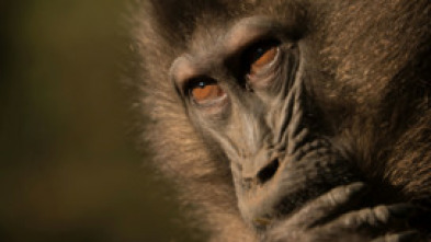 Imagen de Primates: Monos gelada: el poder de la manada - 7
