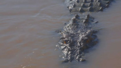 Imagen de El reino del cocodrilo australiano - 5