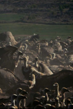 Imagen de Multituds: el poder de les xifres - 4