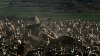 Imagen de Multituds: el poder de les xifres - 5
