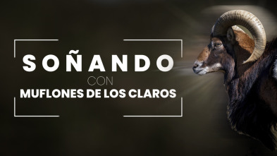 Imagen de Soñando con muflones en Los Claros - 3