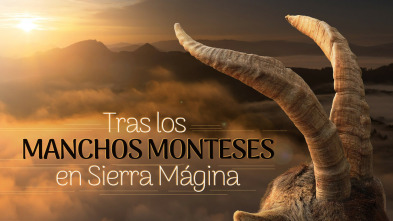 Imagen de Tras los machos monteses en Sierra Mágina - 3