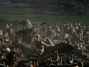 Imagen de Multituds: el poder de les xifres - 1