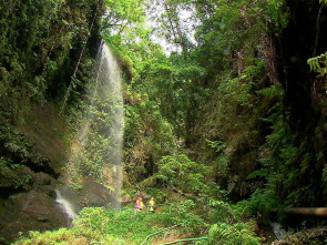 Imagen de El escarabajo verde: Sombra aquí, sombra allá - 1