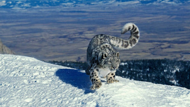 Imagen de Felinos insólitos - 3