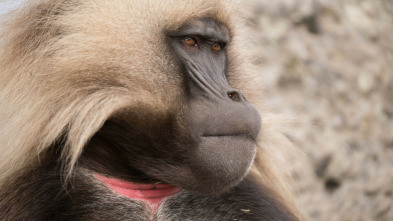 Imagen de Primates: Monos gelada: el poder de la manada - 5