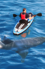 Imagen de Cuando los tiburones atacan  - 4
