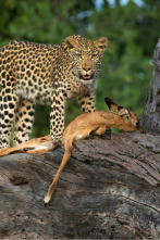 Imagen de Predador vs. presa  - 4