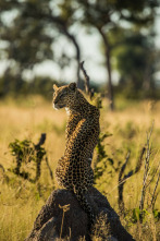 Imagen de Predador vs. presa: Leopardo - 3