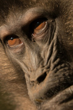 Imagen de Primates: Monos gelada: el poder de la manada - 4