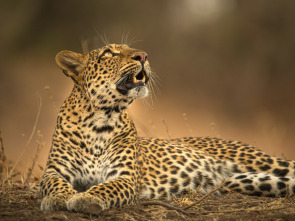 Imagen de El legado de la leoparda - 3