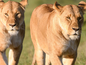 Imagen de Reinas del mundo salvaje: Reinas africanas - 2