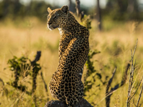 Imagen de Predador vs. presa: Leopardo - 2