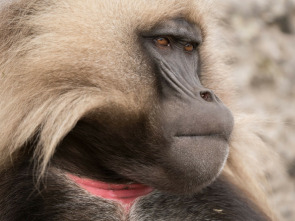 Imagen de Primates: Monos gelada: el poder de la manada - 3