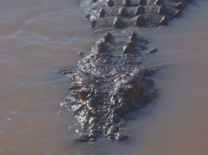 Imagen de El reino del cocodrilo australiano - 1
