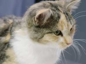 Imagen de Veterinarios de Nebraska: Pacientes inesperados - 1