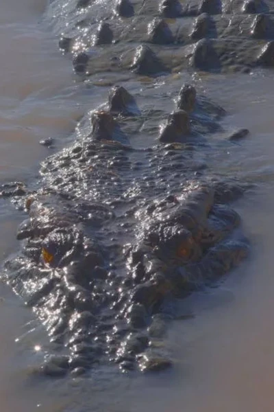 El reino del cocodrilo australiano