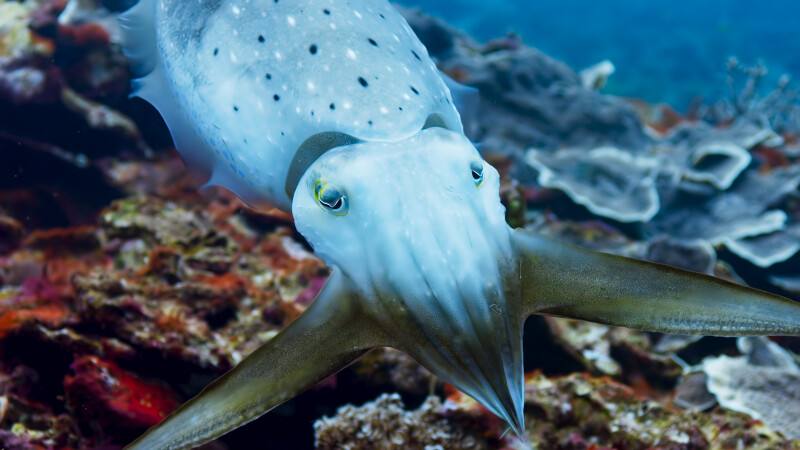 sepia latimanus