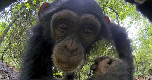 BBC Earth en VOD
