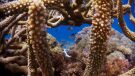 corales