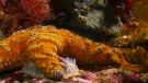 Curiosidades marinas de 'Planeta Azul II'