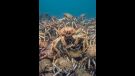 Curiosidades marinas de 'Planeta Azul II'