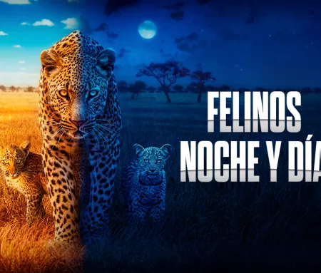 'Felinos noche y día', en Movistar Plus+