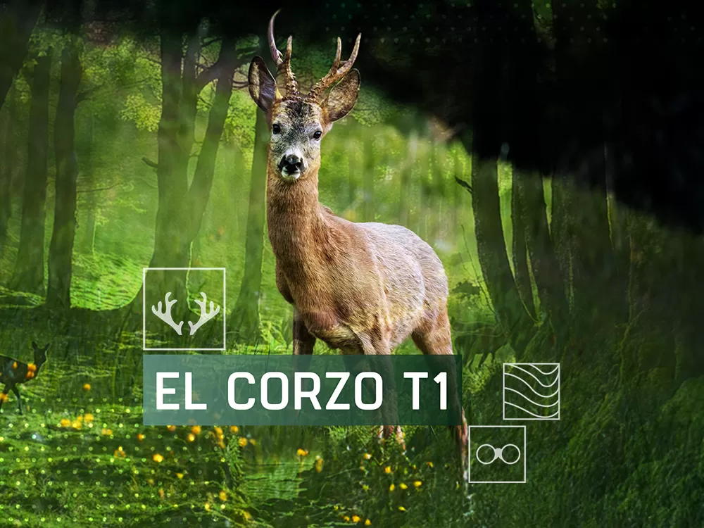 El corzo, en Caza y Pesca | Movistar Plus+