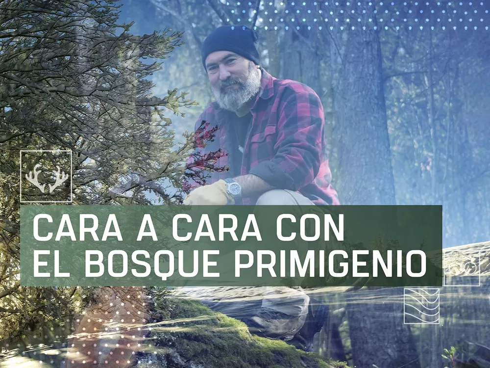 Cara a cara con el bosque primigenio, en Caza y Pesca | Movistar Plus+