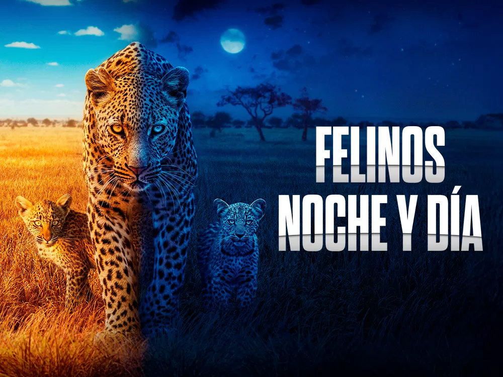 'Felinos noche y día', en Movistar Plus+