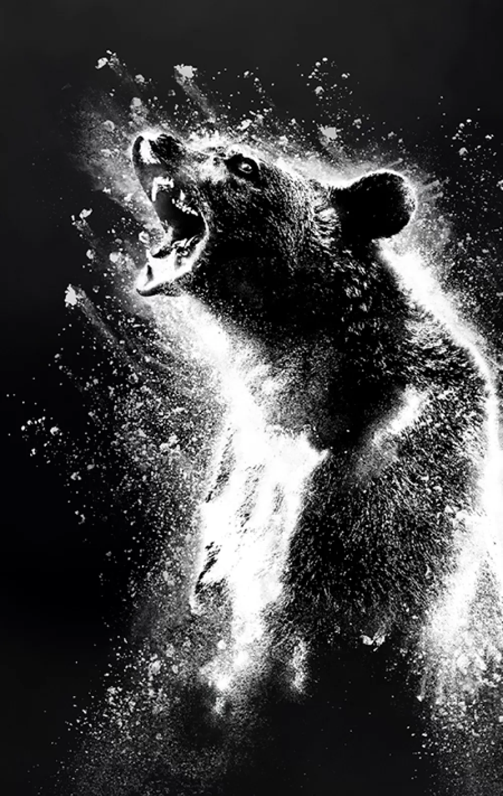 Oso vicioso en Movistar Plus+