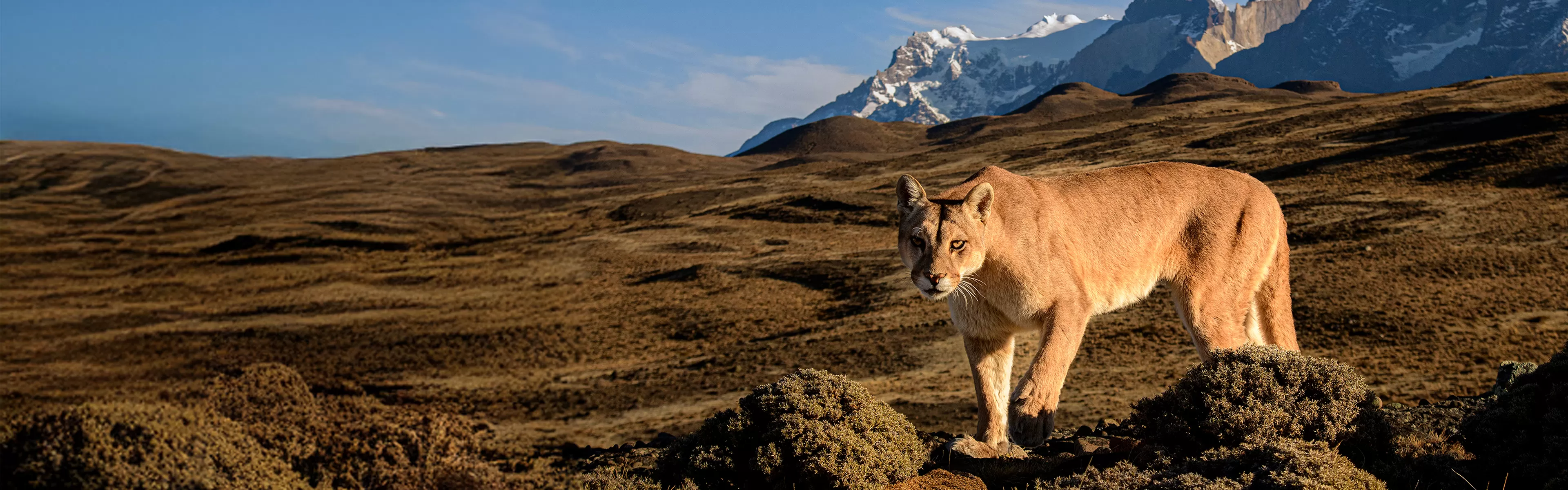 Documentales de naturaleza en Movistar Plus+