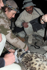 El leopardo de las nieves de Afganistán