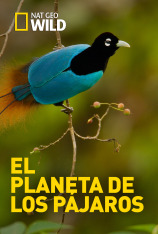El planeta de los pájaros