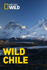 Wild Chile