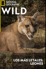 Los más letales: leones