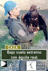 Bajo vuelo extremo con águila real
