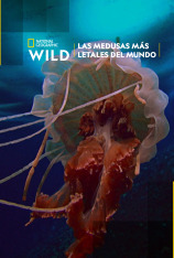 Las medusas más letales del mundo