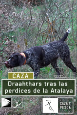 Drathaars tras las perdices de La Atalaya