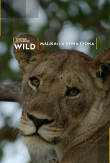 Malika: la reina leona