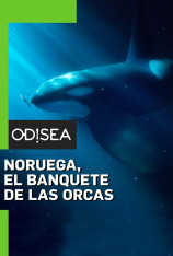 Noruega/ el banquete de las orcas