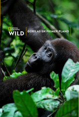 Gorilas en primer plano