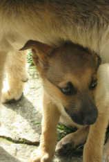Pelopicopata